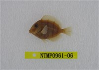 藏品(綠刺尾鯛)的圖片